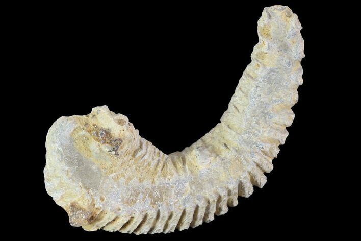 Cretaceous Fossil Oyster (Rastellum) - Madagascar #100346